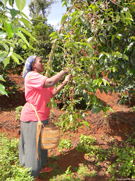 African Beat - Kaffee | Fair Trade